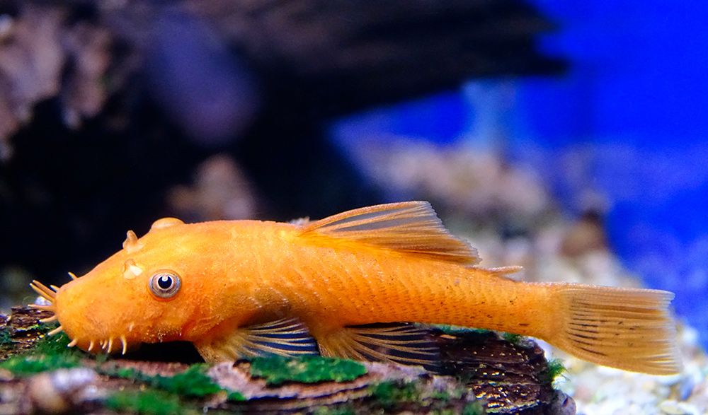 Анциструс фото рыбки аквариумные