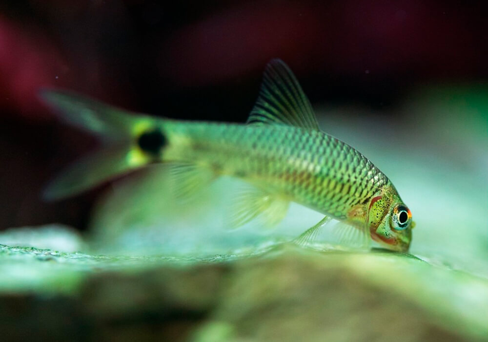 Бородоед рыбка аквариумная фото и описание
